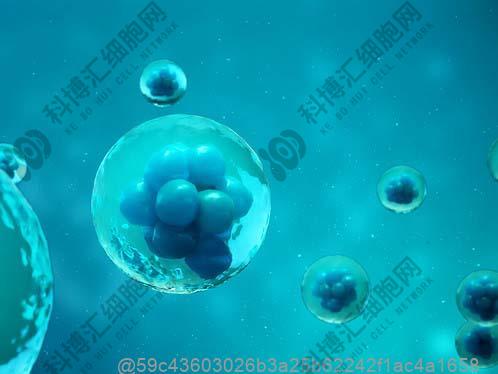 干细胞分类和用途